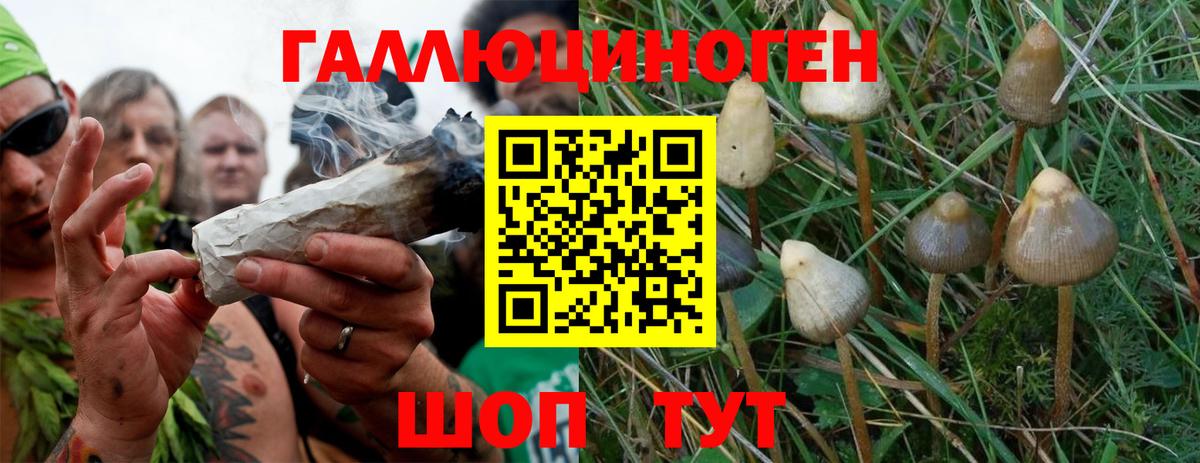 Галлюциногенные грибы прущие грибы  Псилоцибиновые грибы Psilocybine cubensis  Тавда  Вход с VPN 